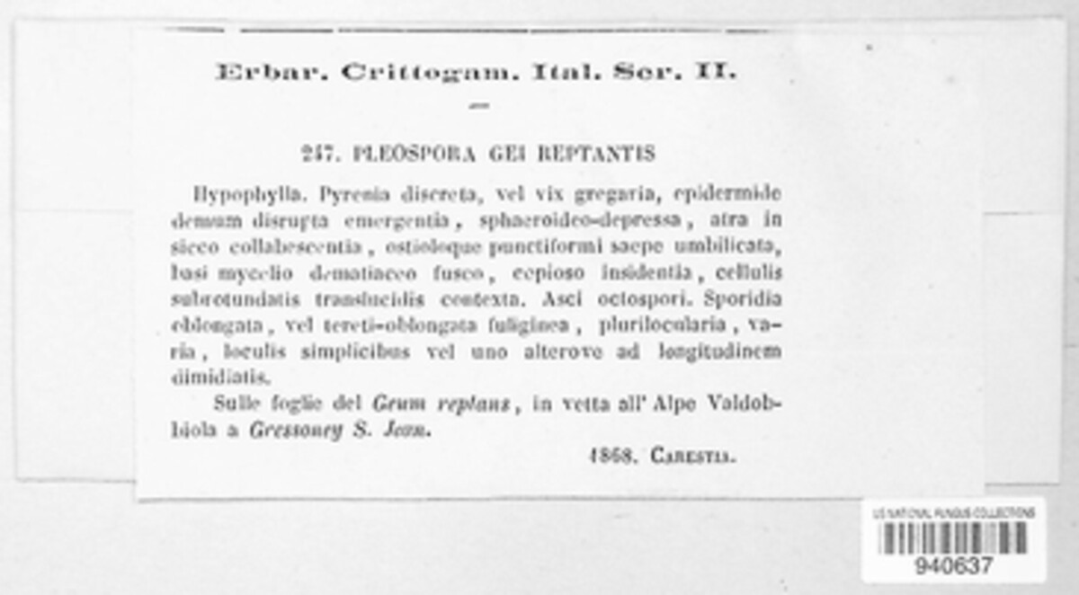 Pleospora gei-reptantis image